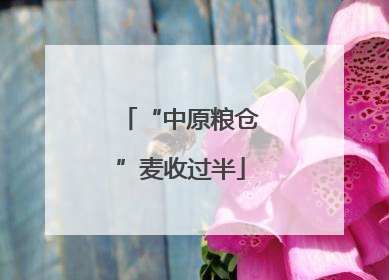 “中原粮仓”麦收过半