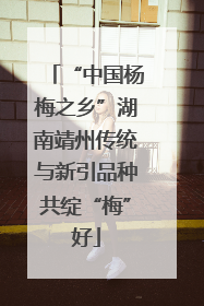 “中国杨梅之乡”湖南靖州传统与新引品种共绽“梅”好