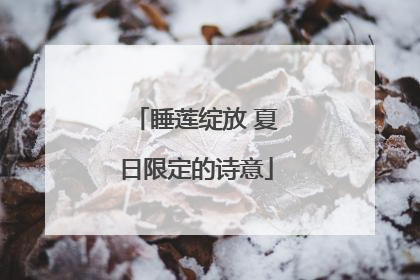 睡莲绽放 夏日限定的诗意