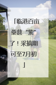 临港百亩桑葚“紫”了！采摘期可至7月初