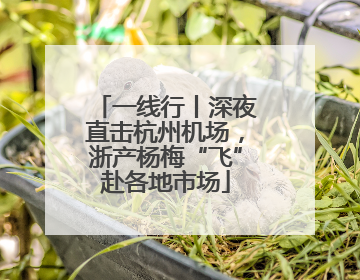 一线行丨深夜直击杭州机场，浙产杨梅“飞”赴各地市场