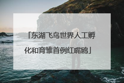 东湖飞鸟世界人工孵化和育雏首例红嘴鸥