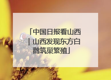 中国日报看山西｜山西发现东方白鹳筑巢繁殖