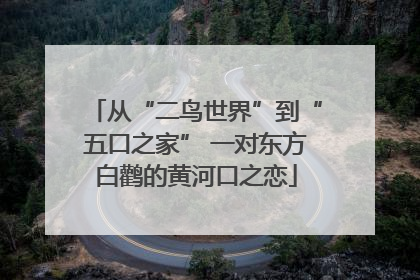 从“二鸟世界”到“五口之家” 一对东方白鹳的黄河口之恋