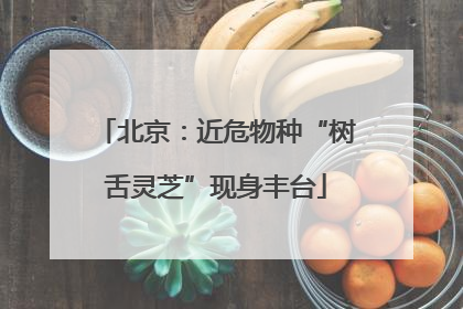北京：近危物种“树舌灵芝”现身丰台