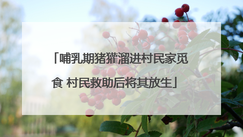 哺乳期猪獾溜进村民家觅食 村民救助后将其放生