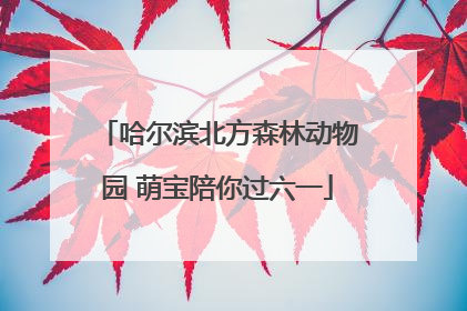 哈尔滨北方森林动物园 萌宝陪你过六一