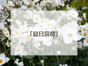 夏日赏荷