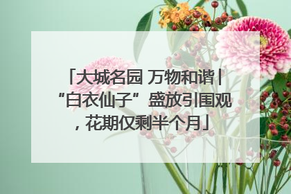大城名园 万物和谐│“白衣仙子”盛放引围观，花期仅剩半个月