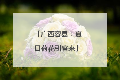 广西容县：夏日荷花引客来