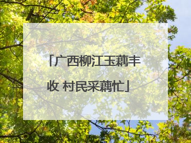 广西柳江玉藕丰收 村民采藕忙