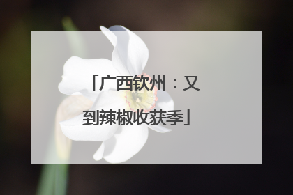 广西钦州：又到辣椒收获季