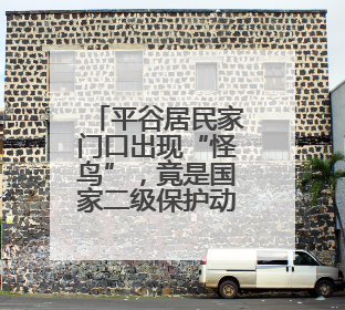平谷居民家门口出现“怪鸟”，竟是国家二级保护动物