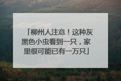 柳州人注意！这种灰黑色小虫看到一只，家里很可能已有一万只
