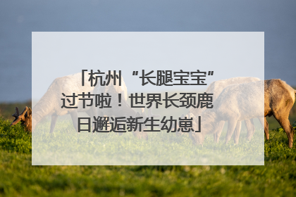 杭州“长腿宝宝”过节啦！世界长颈鹿日邂逅新生幼崽