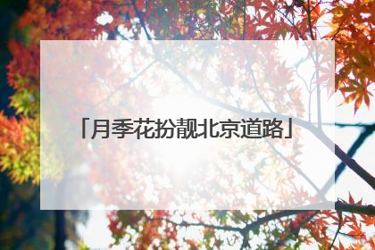 月季花扮靓北京道路