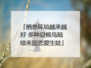 栖息环境越来越好 多种夏候鸟陆续来厦恋爱生娃