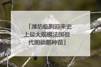 潍坊临朐迎来史上最大规模法国祖代朗德鹅种苗