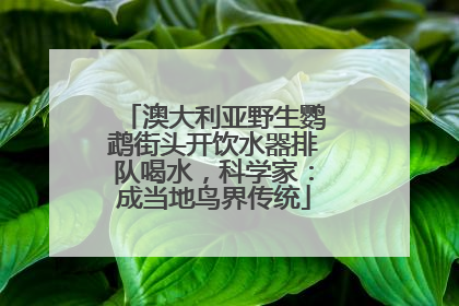 澳大利亚野生鹦鹉街头开饮水器排队喝水，科学家：成当地鸟界传统