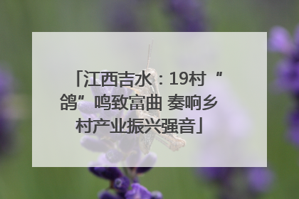 江西吉水：19村“鸽”鸣致富曲 奏响乡村产业振兴强音