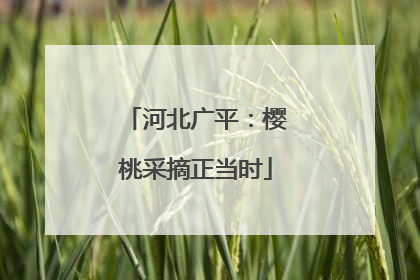 河北广平：樱桃采摘正当时