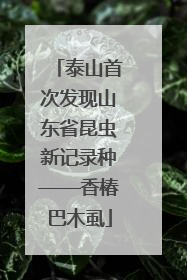泰山首次发现山东省昆虫新记录种——香椿巴木虱