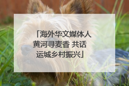 海外华文媒体人黄河寻麦香 共话运城乡村振兴