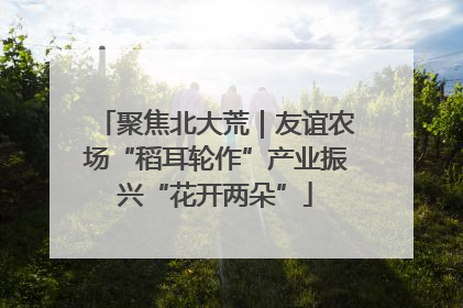 聚焦北大荒｜友谊农场“稻耳轮作”产业振兴“花开两朵”