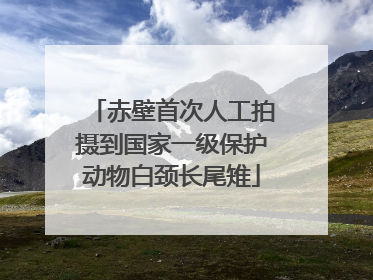 赤壁首次人工拍摄到国家一级保护动物白颈长尾雉