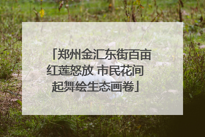 郑州金汇东街百亩红莲怒放 市民花间起舞绘生态画卷