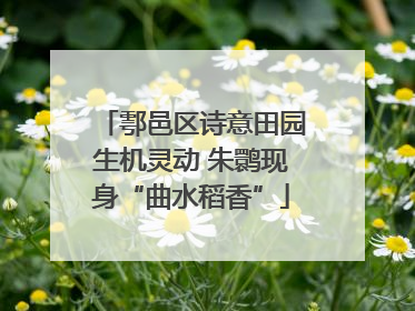 鄠邑区诗意田园生机灵动 朱鹮现身“曲水稻香”