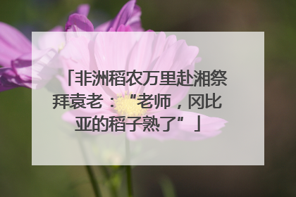 非洲稻农万里赴湘祭拜袁老：“老师，冈比亚的稻子熟了”