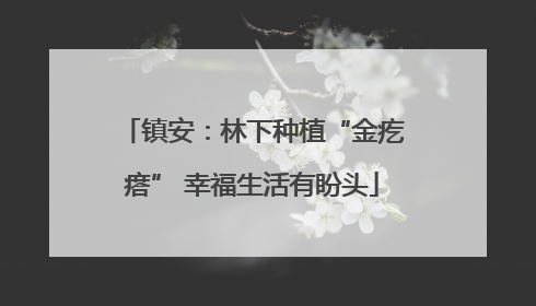 镇安：林下种植“金疙瘩” 幸福生活有盼头