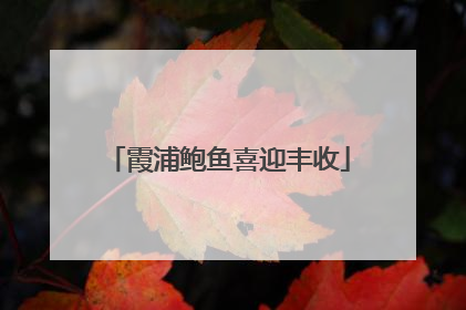 霞浦鲍鱼喜迎丰收