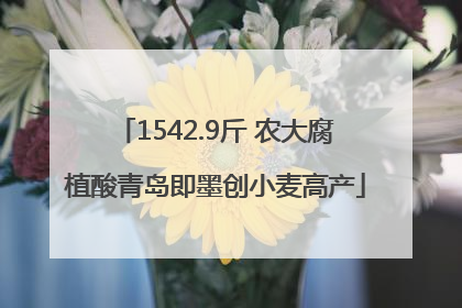 1542.9斤 农大腐植酸青岛即墨创小麦高产