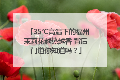 35℃高温下的福州茉莉花越热越香 背后门道你知道吗？